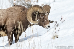 Bighorn Sheep