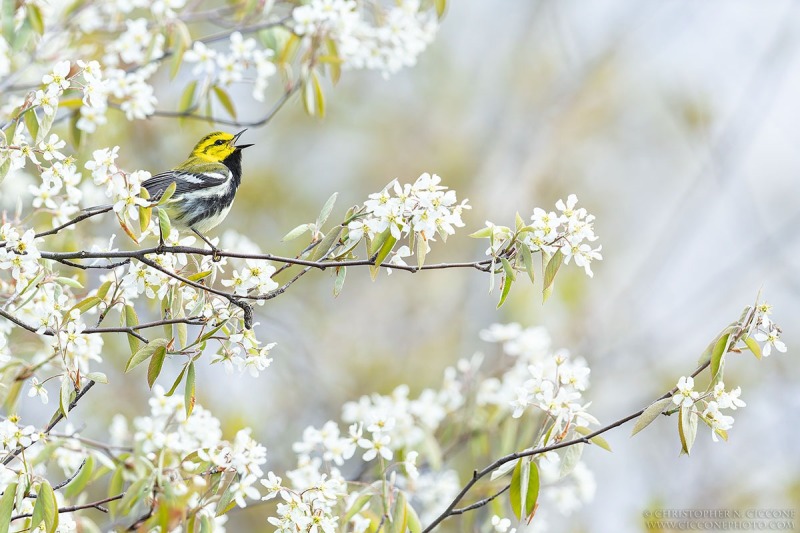 Black-throated Green Warbler