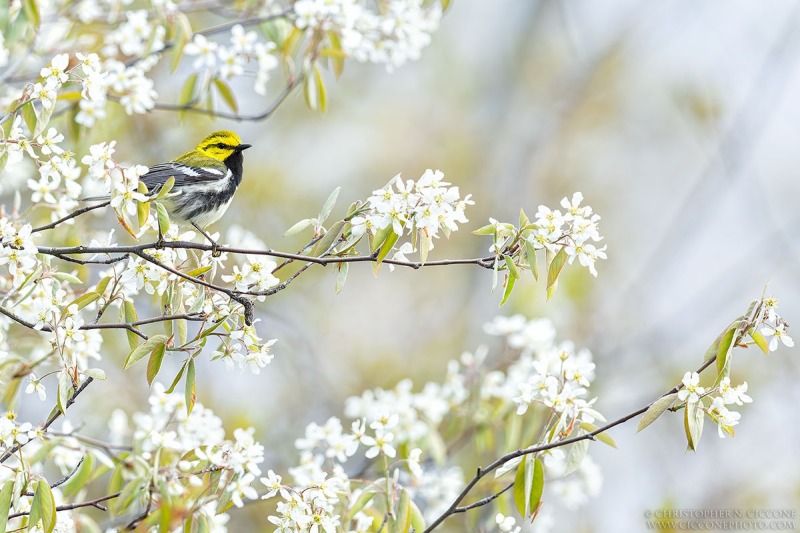 Black-throated Green Warbler