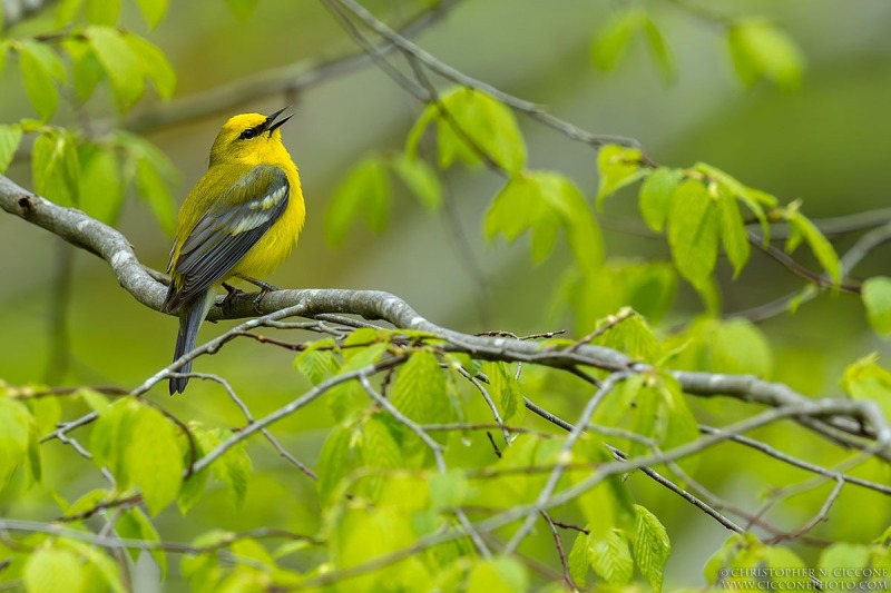 Blue-winged Warbler