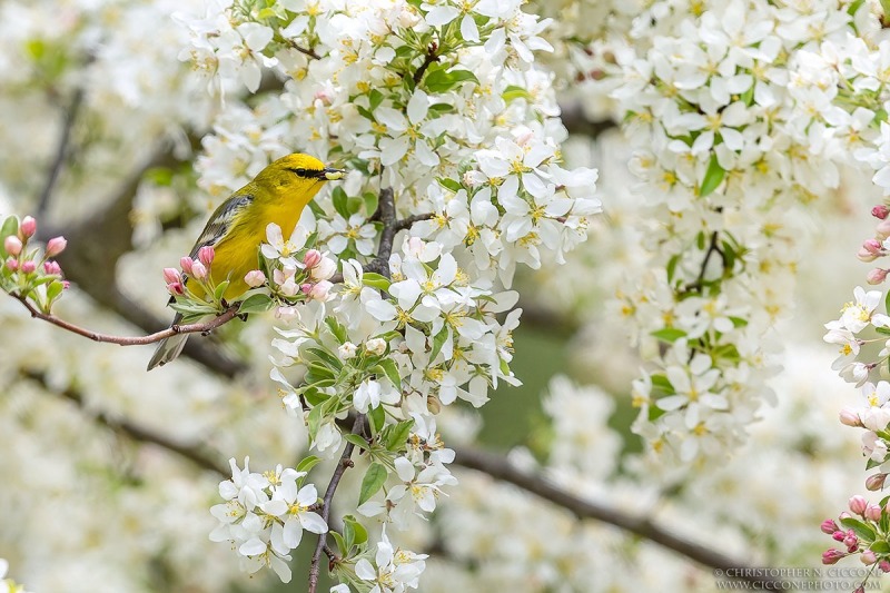 Blue-winged Warbler