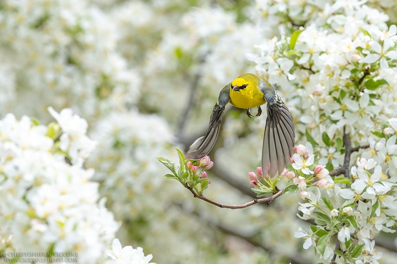 Blue-winged Warbler