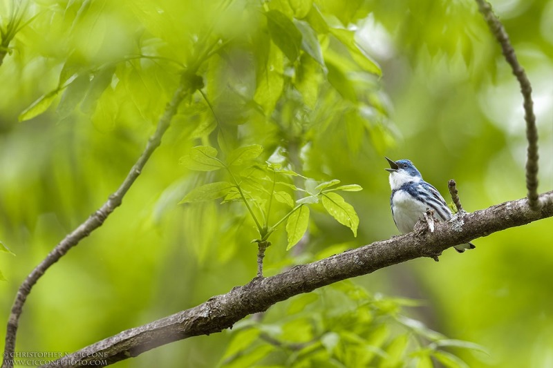 Cerulean Warbler