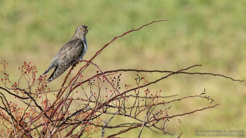 Common Cuckoo