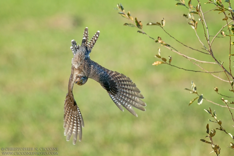 Common Cuckoo