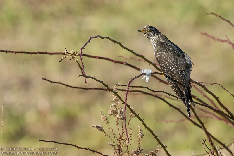 Common Cuckoo