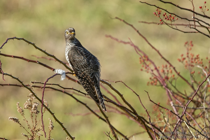 Common Cuckoo