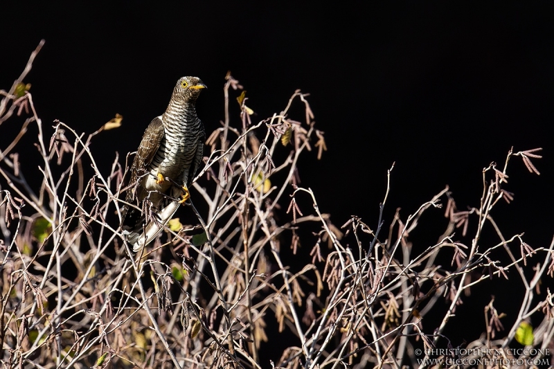 Common Cuckoo