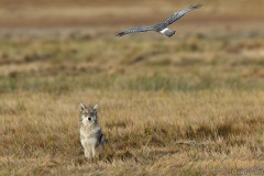 Eastern Coyote