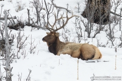 Elk