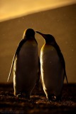 King Penguin