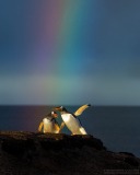 Gentoo Penguin