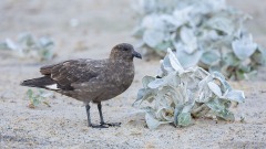 Brown Skua