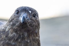 Brown Skua