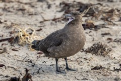 Brown Skua