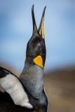 King Penguin