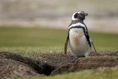 Magellanic Penguin