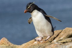 Southern Rockhopper Penguin