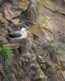 Black-browed Albatross