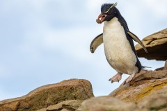 Southern Rockhopper Penguin