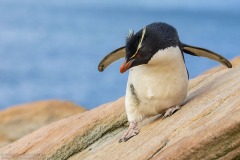 Southern Rockhopper Penguin