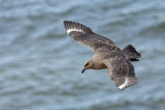 Brown Skua