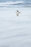 Gentoo Penguin