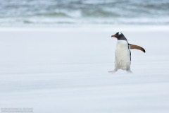 Gentoo Penguin