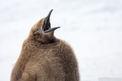 King Penguin