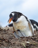 Gentoo Penguin