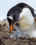 Gentoo Penguin