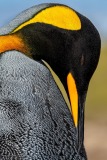 King Penguin