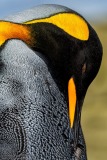 King Penguin