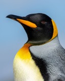 King Penguin