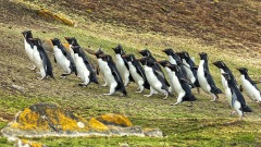 Southern Rockhopper Penguins