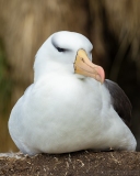 Black-browed Albatross