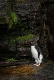 Southern Rockhopper Penguin