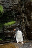 Southern Rockhopper Penguin