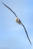 Black-browed Albatross