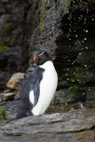 Southern Rockhopper Penguin