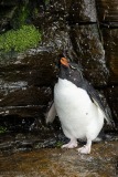 Southern Rockhopper Penguin