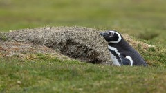 Magellanic Penguin