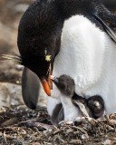 Southern Rockhopper Penguin