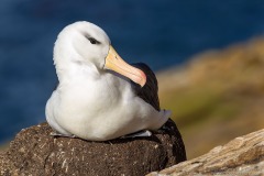 Black-browed Albatross