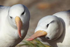 Black-browed Albatross