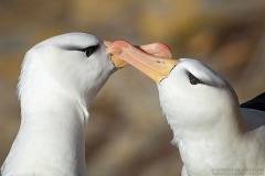 Black-browed Albatross