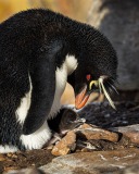 Southern Rockhopper Penguin