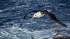 Black-browed Albatross