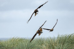 Striated Caracaras