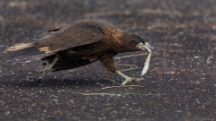 Striated Caracara